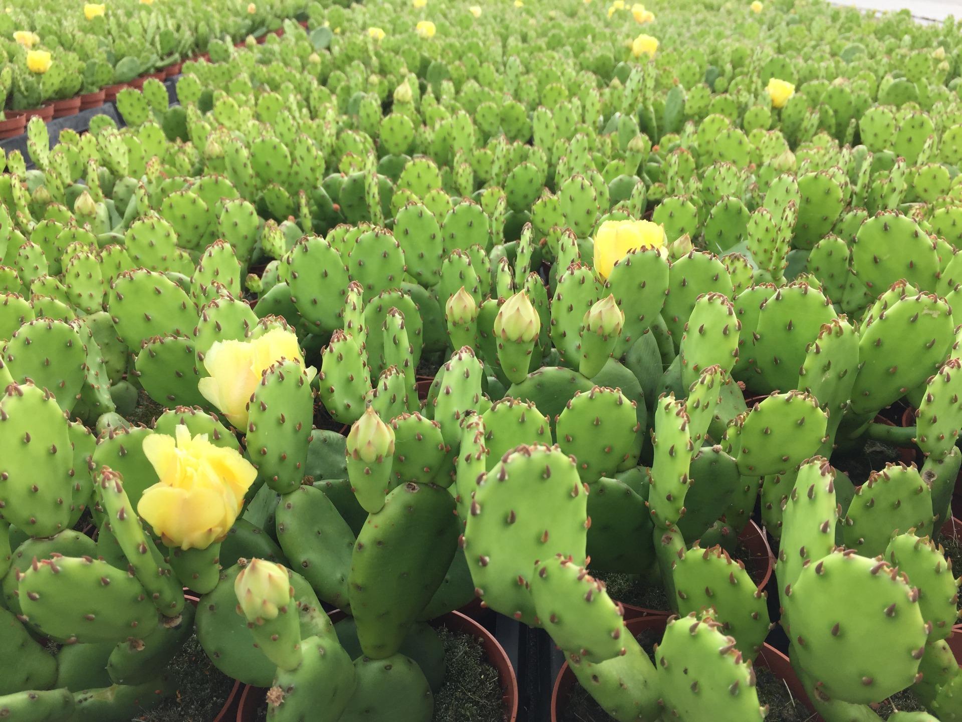 opuntia humifusa